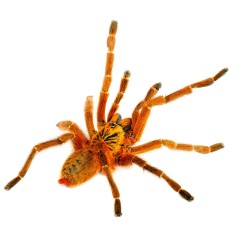 Pterinochilus murinus Usambara