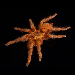 Pterinochilus murinus Usambara