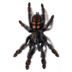 Psalmopoeus irminia