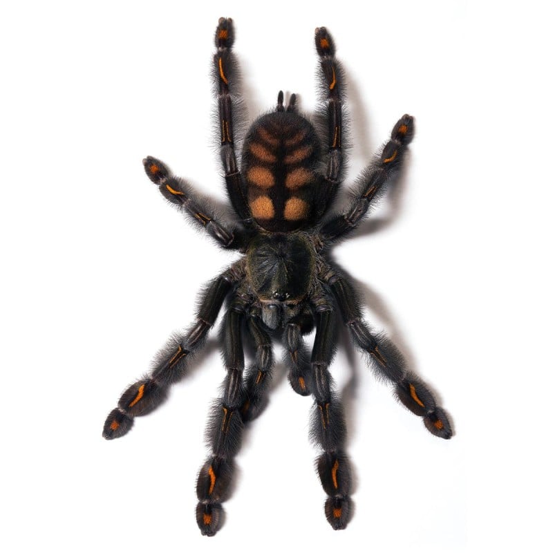 Psalmopoeus irminia