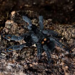 Psalmopoeus irminia