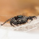 Skakun Hyllus walckenaeri