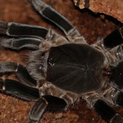 Hysterocrates gigas