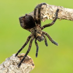 Phormictopus auratus Phormictopus auratus
