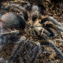 Phormictopus auratus