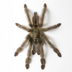 Psalmopoeus cambridgei