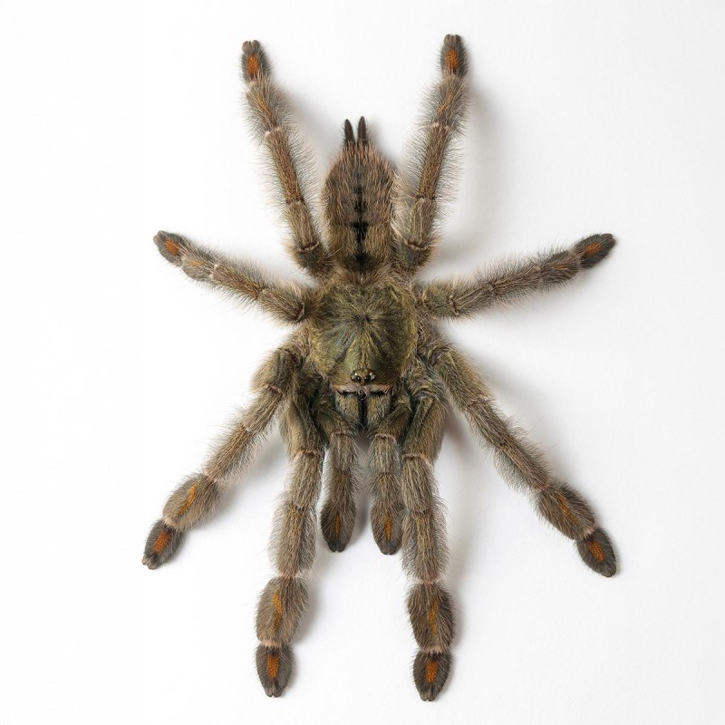 Psalmopoeus cambridgei