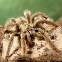 Ptasznik Psalmopoeus cambridgei
