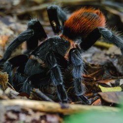 Ptasznik Tliltocatl vagans