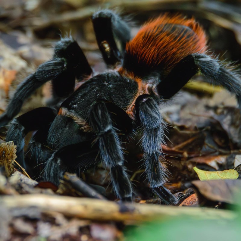 Ptasznik Tliltocatl vagans