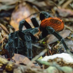 Ptasznik Tliltocatl vagans