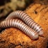 Krocionóg Spirobolus caudulanus