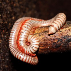 Spirobolus caudulanus Spirobolus caudulanus
