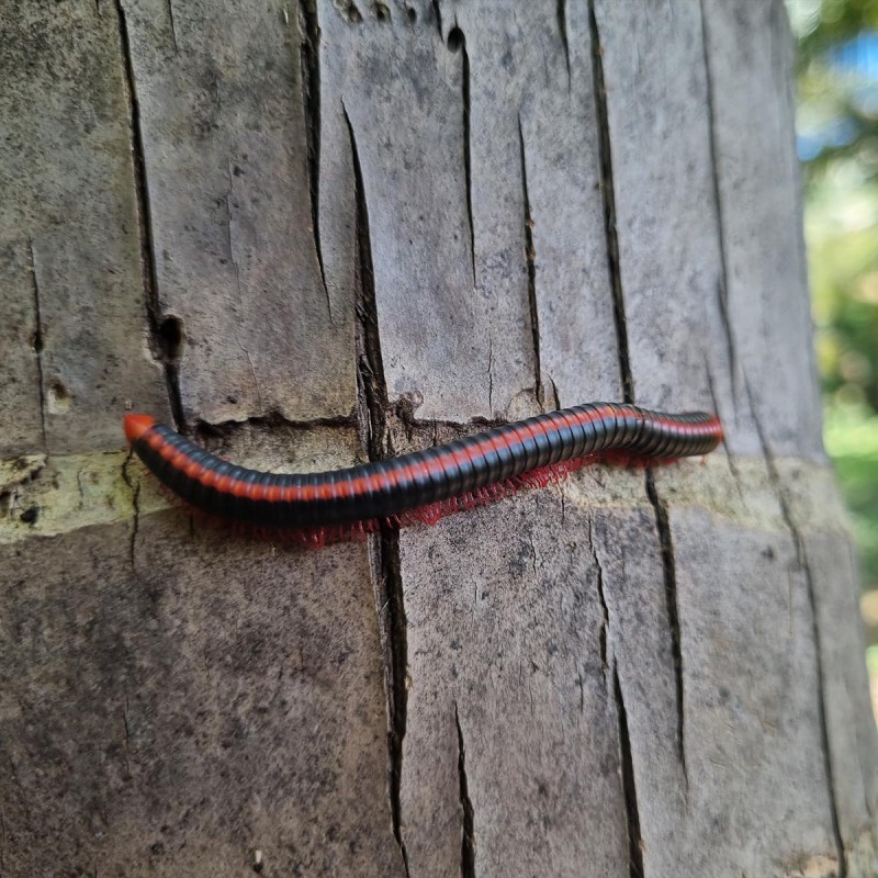 Krocionóg Xenobolus Carnifex