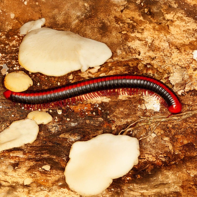 Krocionóg Xenobolus Carnifex