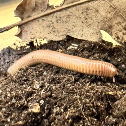 Chicobolus spinigerus Ivory