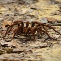 Theraphosa blondi