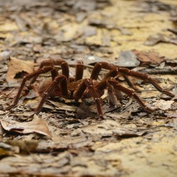 Theraphosa blondi