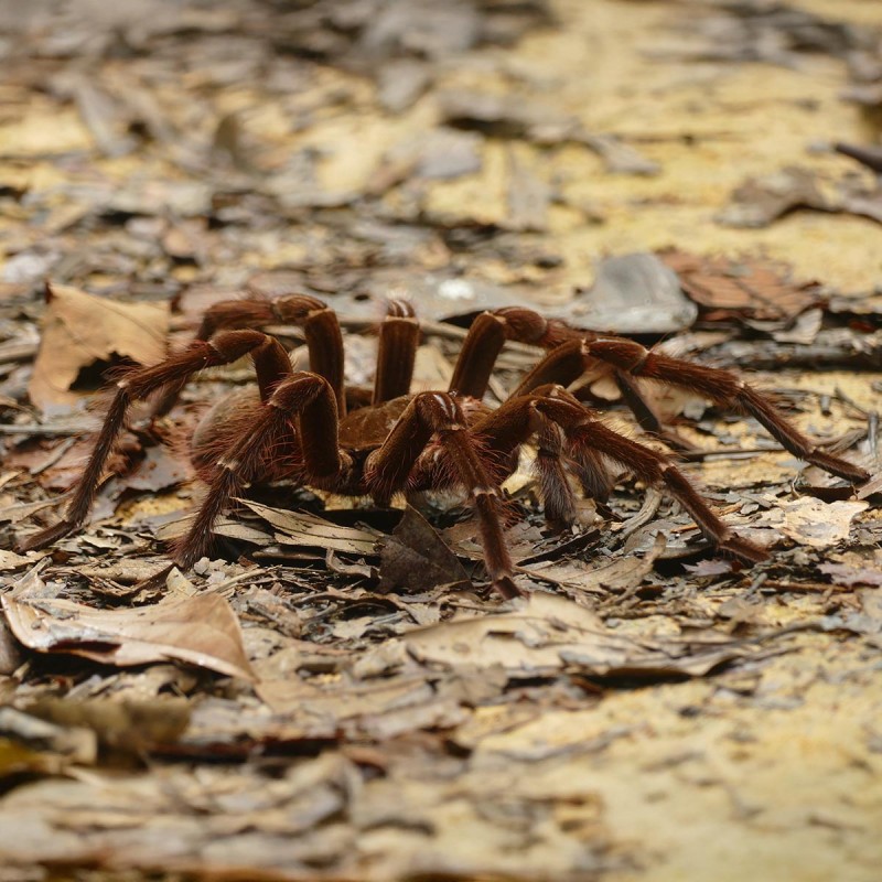 Theraphosa blondi