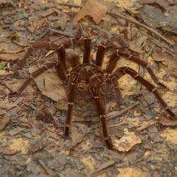 Theraphosa blondi