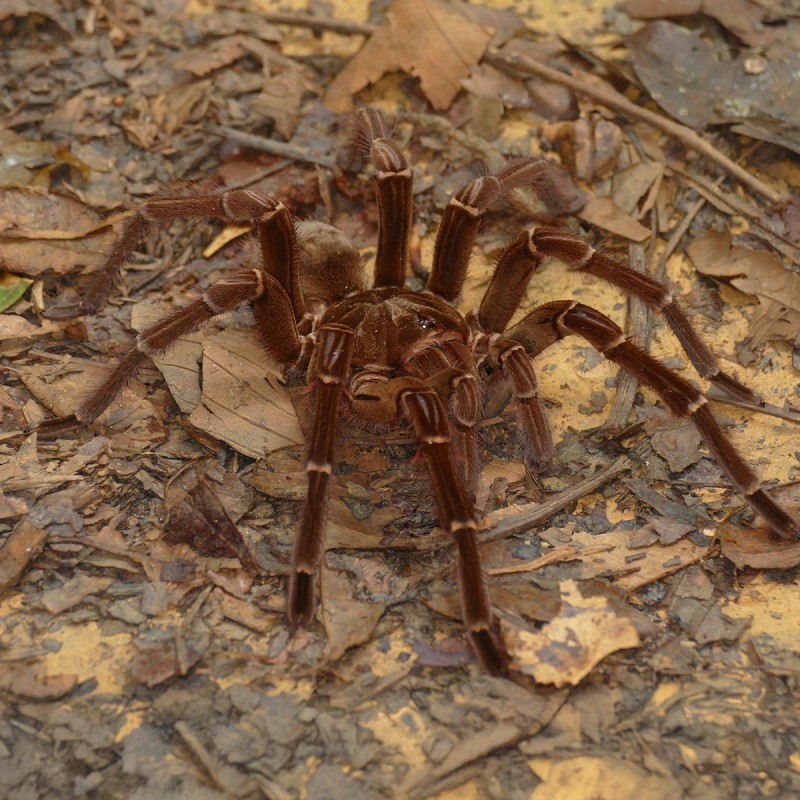 Theraphosa blondi