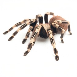 Ptasznik Vitalius Nhandu chromatus