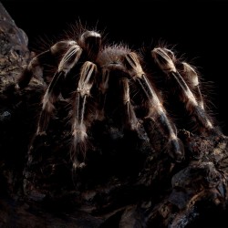 Ptasznik Vitalius Nhandu chromatus