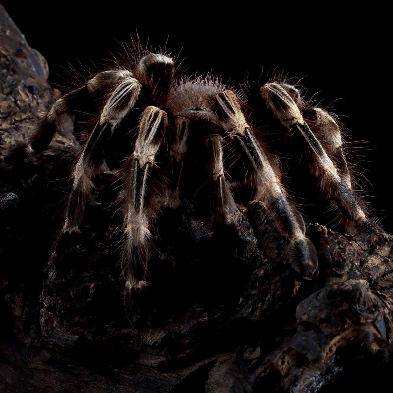 Ptasznik Vitalius Nhandu chromatus