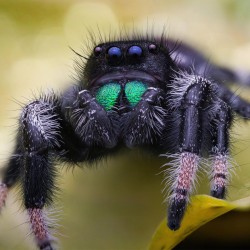 Skakun Królewski Phidippus regius Everglades Skakun Królewski Phidippus regius Everglades