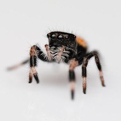 Skakun Królewski Phidippus regius Everglades Skakun Królewski Phidippus regius Everglades