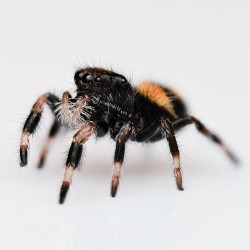 Skakun Królewski Phidippus regius Everglades Skakun Królewski Phidippus regius Everglades