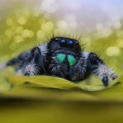 Skakun Królewski Phidippus regius Everglades Skakun Królewski Phidippus regius Everglades