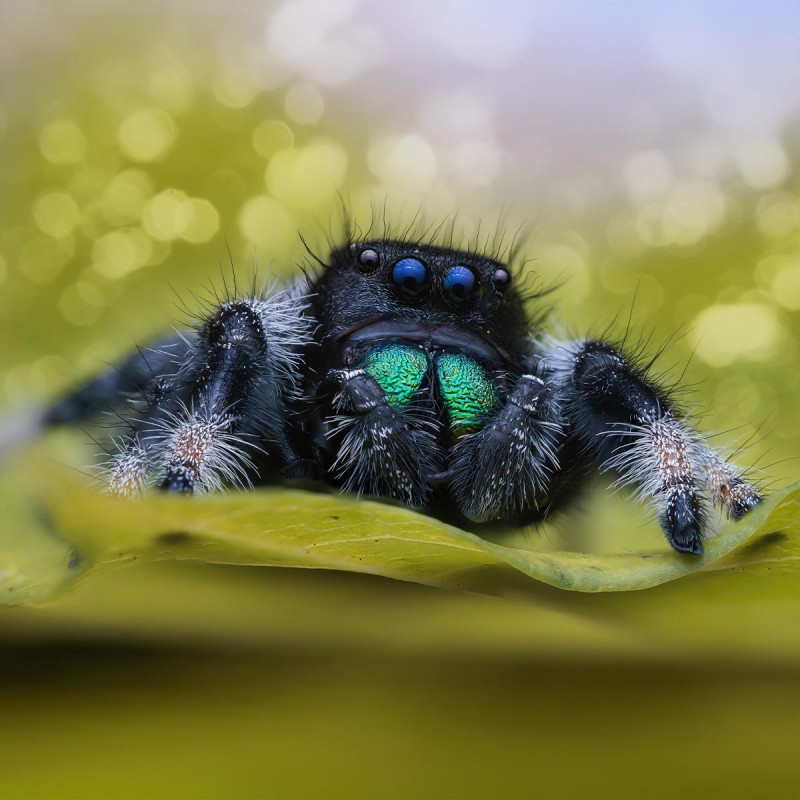 Skakun Królewski Phidippus regius Everglades Skakun Królewski Phidippus regius Everglades
