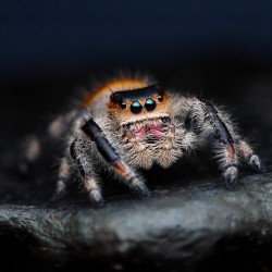 Skakun Królewski Phidippus regius Everglades