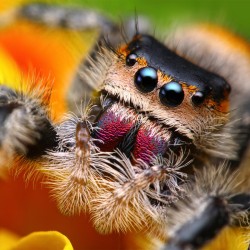 Skakun Królewski Phidippus regius Everglades Skakun Królewski Phidippus regius Everglades