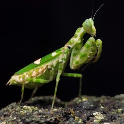 Modliszka Creobroter gemmatus Modliszka Creobroter gemmatus
