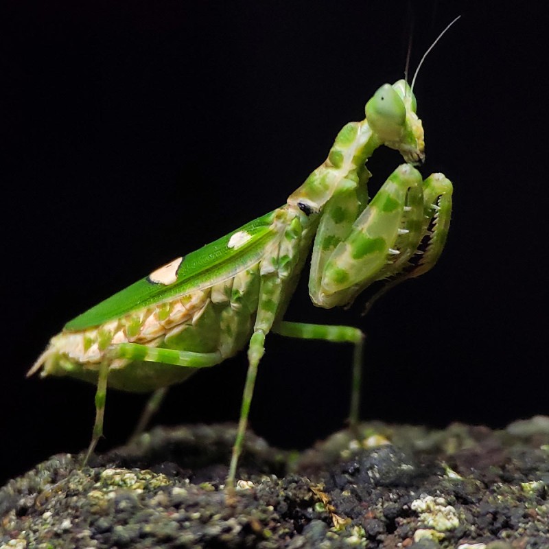 Modliszka Creobroter gemmatus Modliszka Creobroter gemmatus