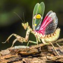 Modliszka Creobroter gemmatus Modliszka Creobroter gemmatus