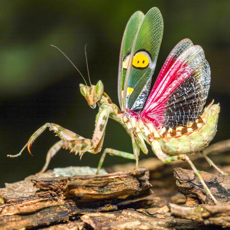 Modliszka Creobroter gemmatus Modliszka Creobroter gemmatus