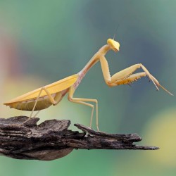 Hierodula venosa Golden Hierodula venosa Golden