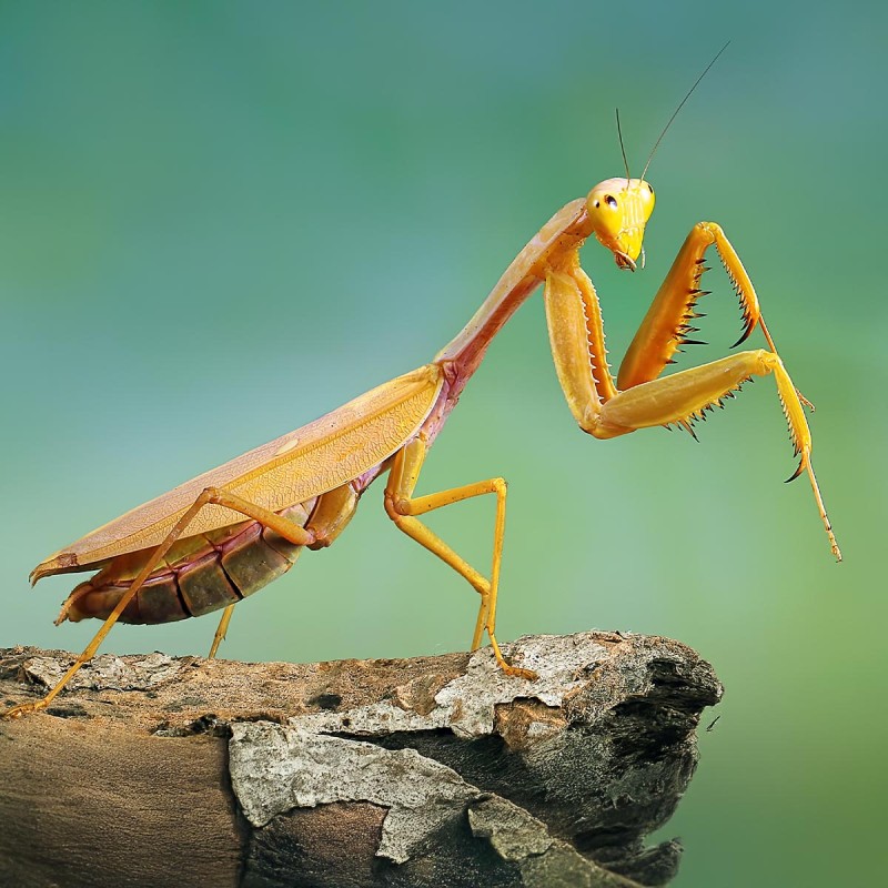 Hierodula venosa Golden Hierodula venosa Golden