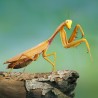 Modliszka Złota (Hierodula venosa Gold)