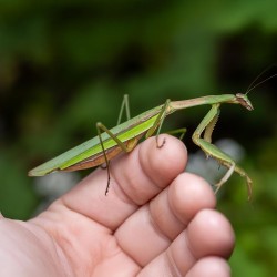 Modliszka Chińska Tenodera sinensis