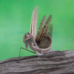 Modliszka Chińska Tenodera sinensis