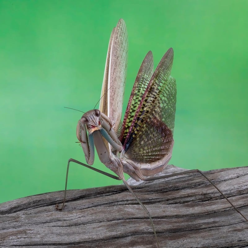 Modliszka Chińska Tenodera sinensis