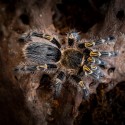 Ptasznik Grammostola pulchripes