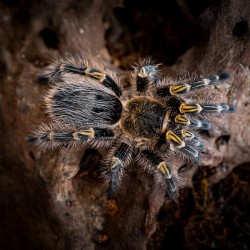 Ptasznik Grammostola pulchripes