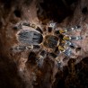 Ptasznik (Grammostola pulchripes)