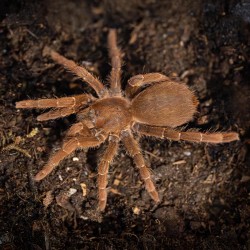 Ptasznik Pelinobius muticus