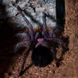 Ptasznik (Phormictopus sp....